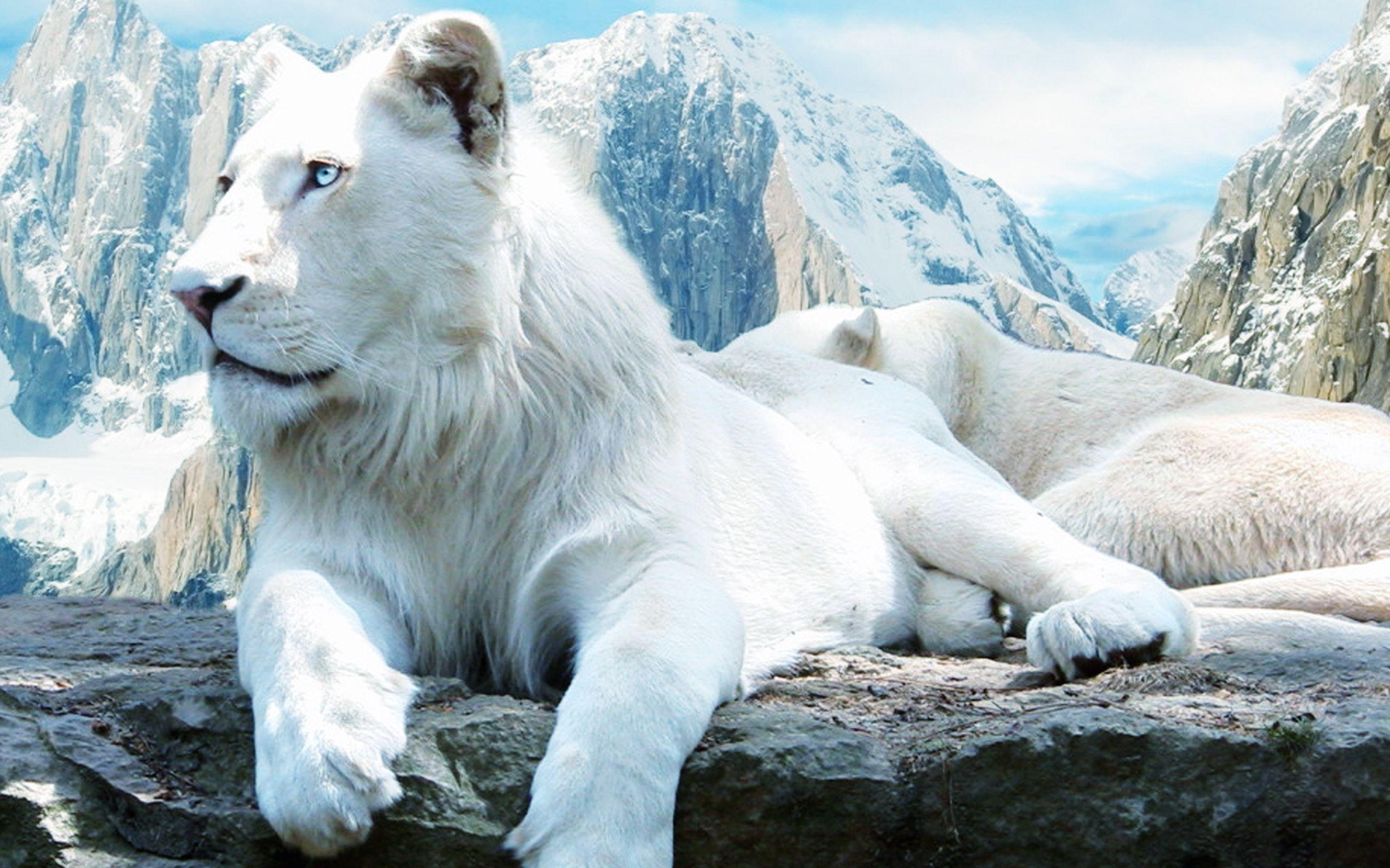 Majestic White Lion Wallpapers