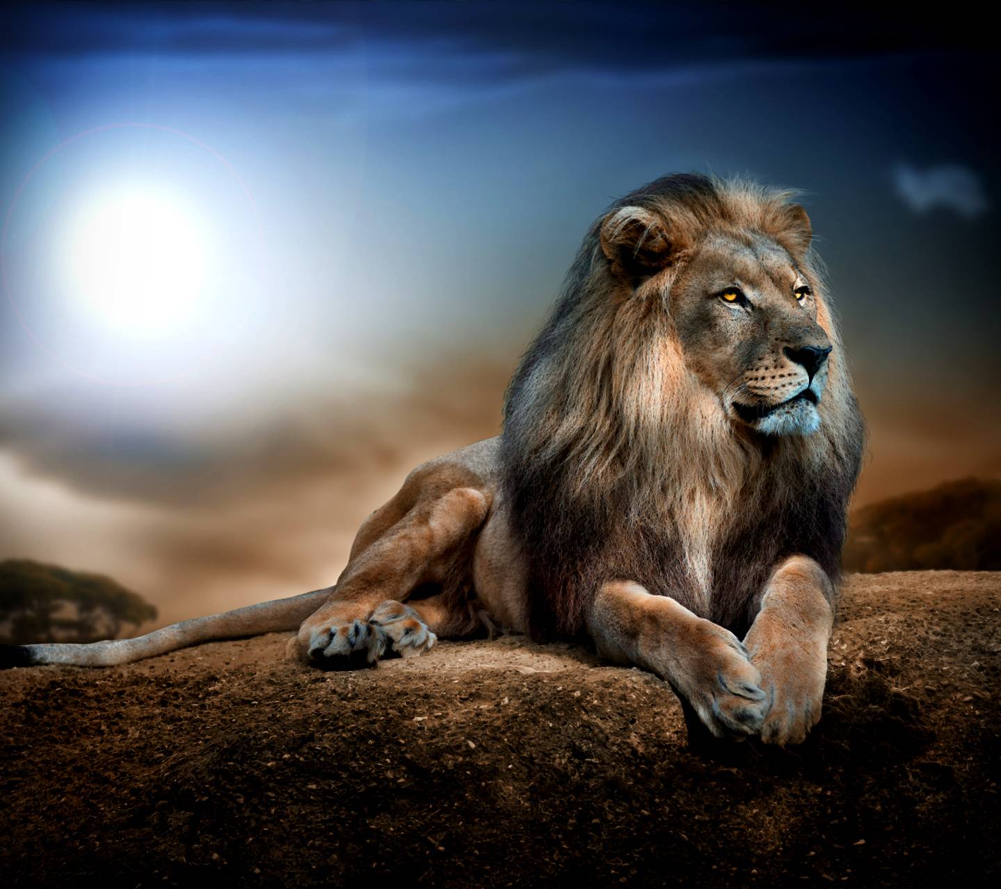 Majestic White Lion Wallpapers