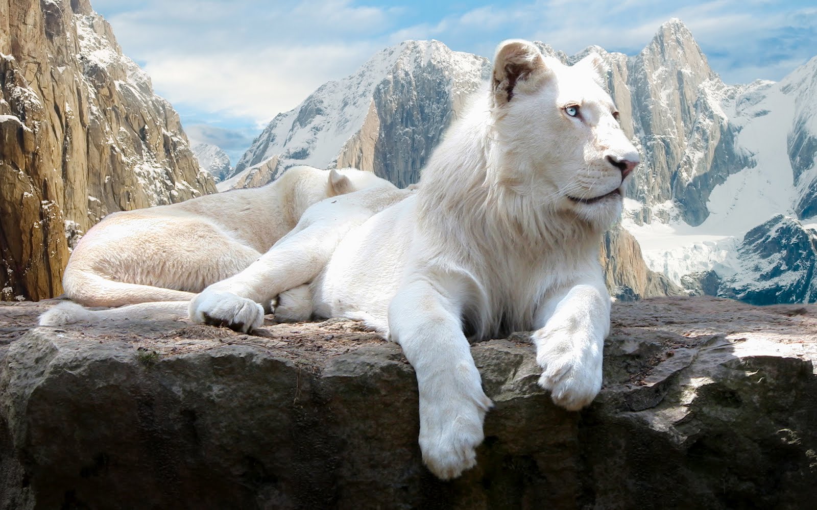 Majestic White Lion Wallpapers