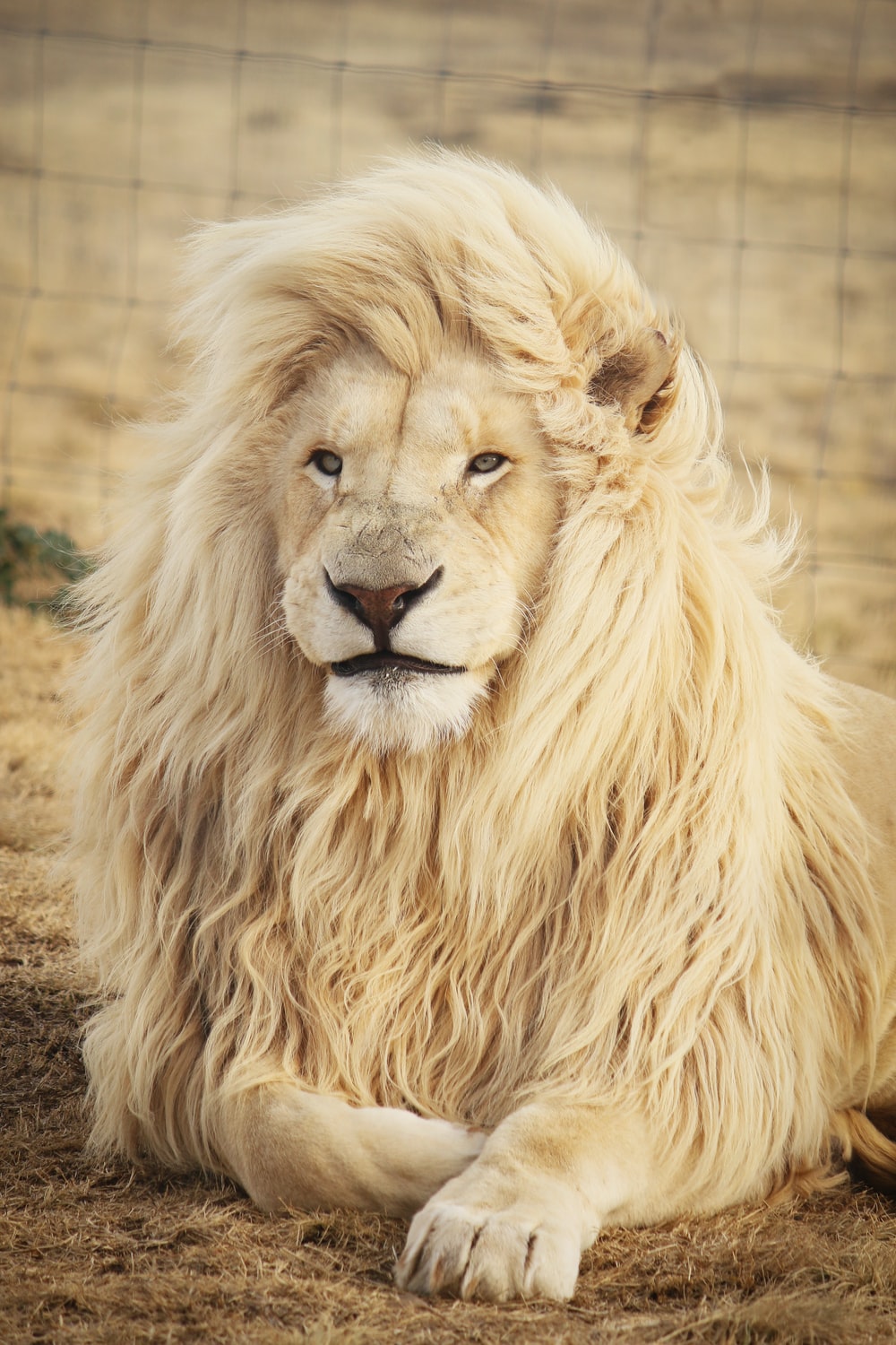 Majestic White Lion Wallpapers