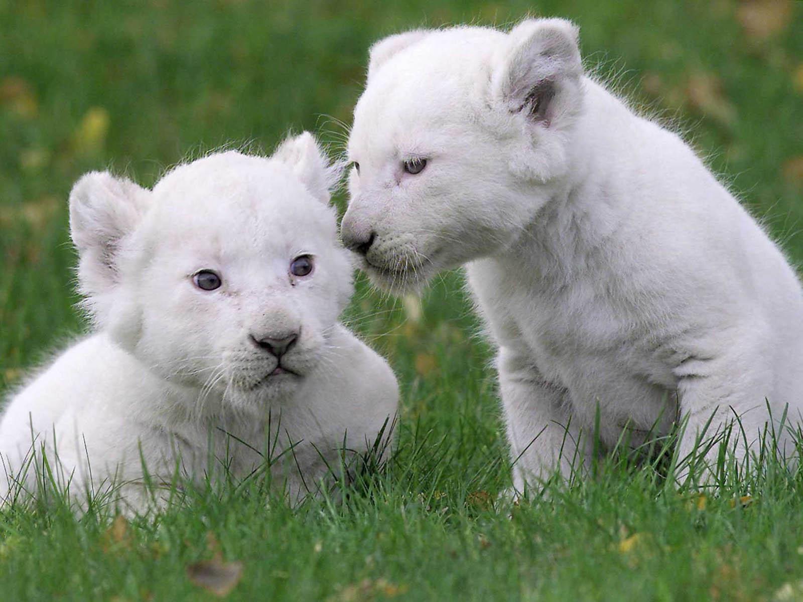 Majestic White Lion Wallpapers