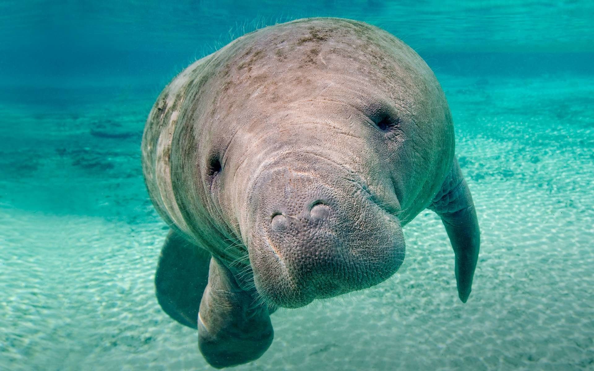 Manatee Wallpapers