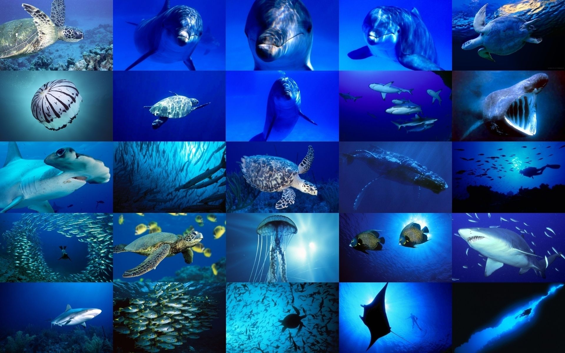 Marine Life Wallpapers