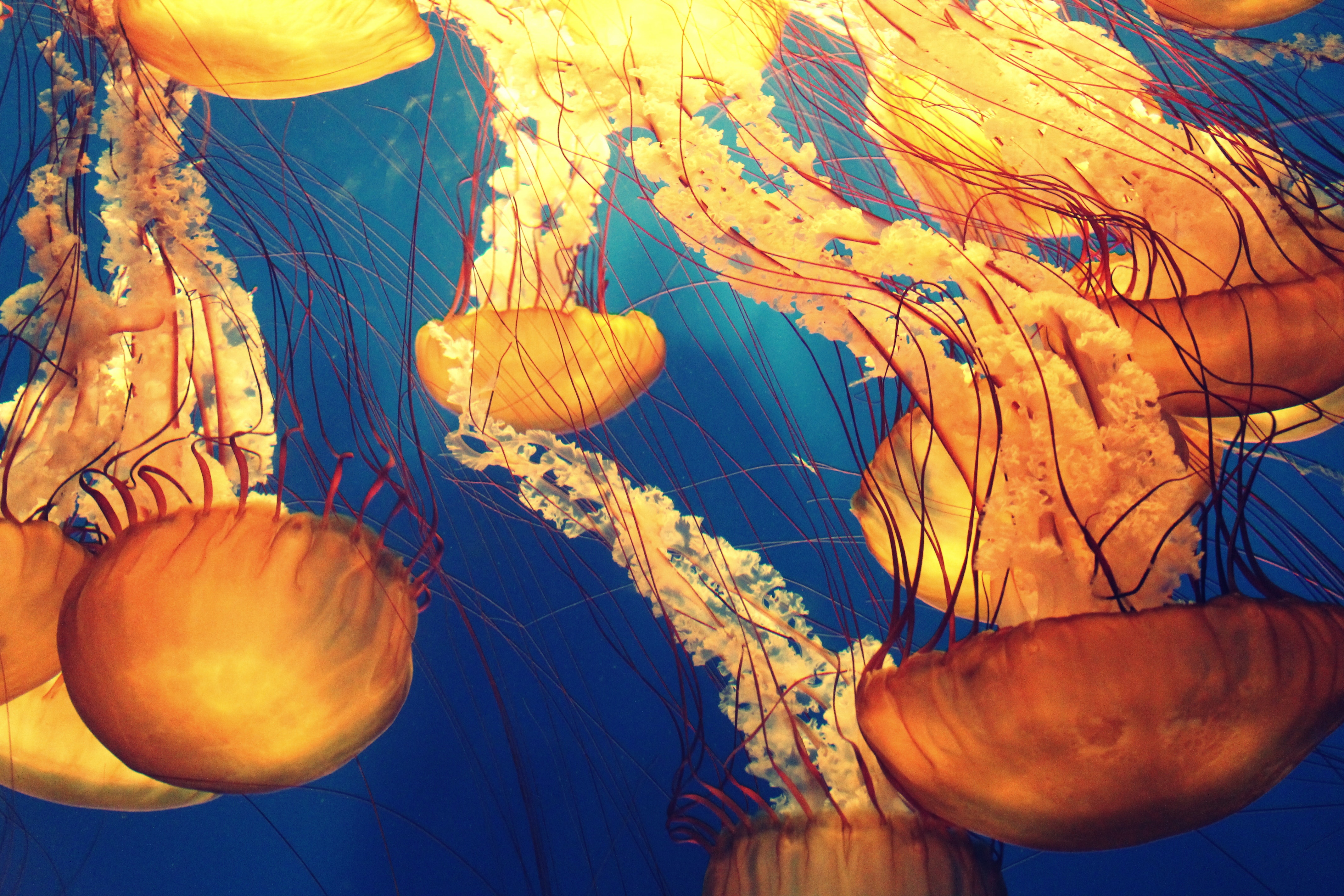 Marine Life Wallpapers