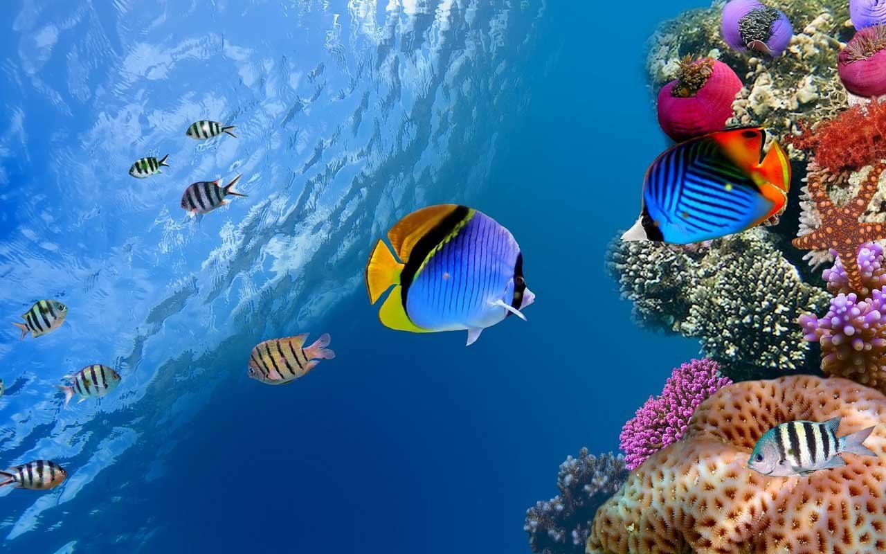 Marine Life Wallpapers