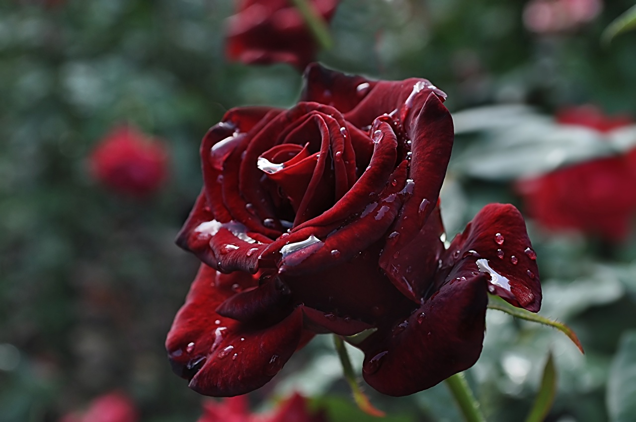 Maroon Rose Wallpapers