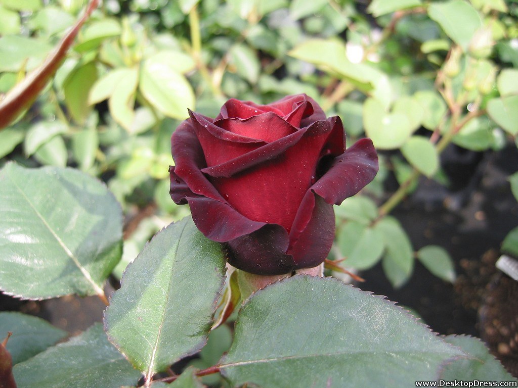 Maroon Rose Wallpapers