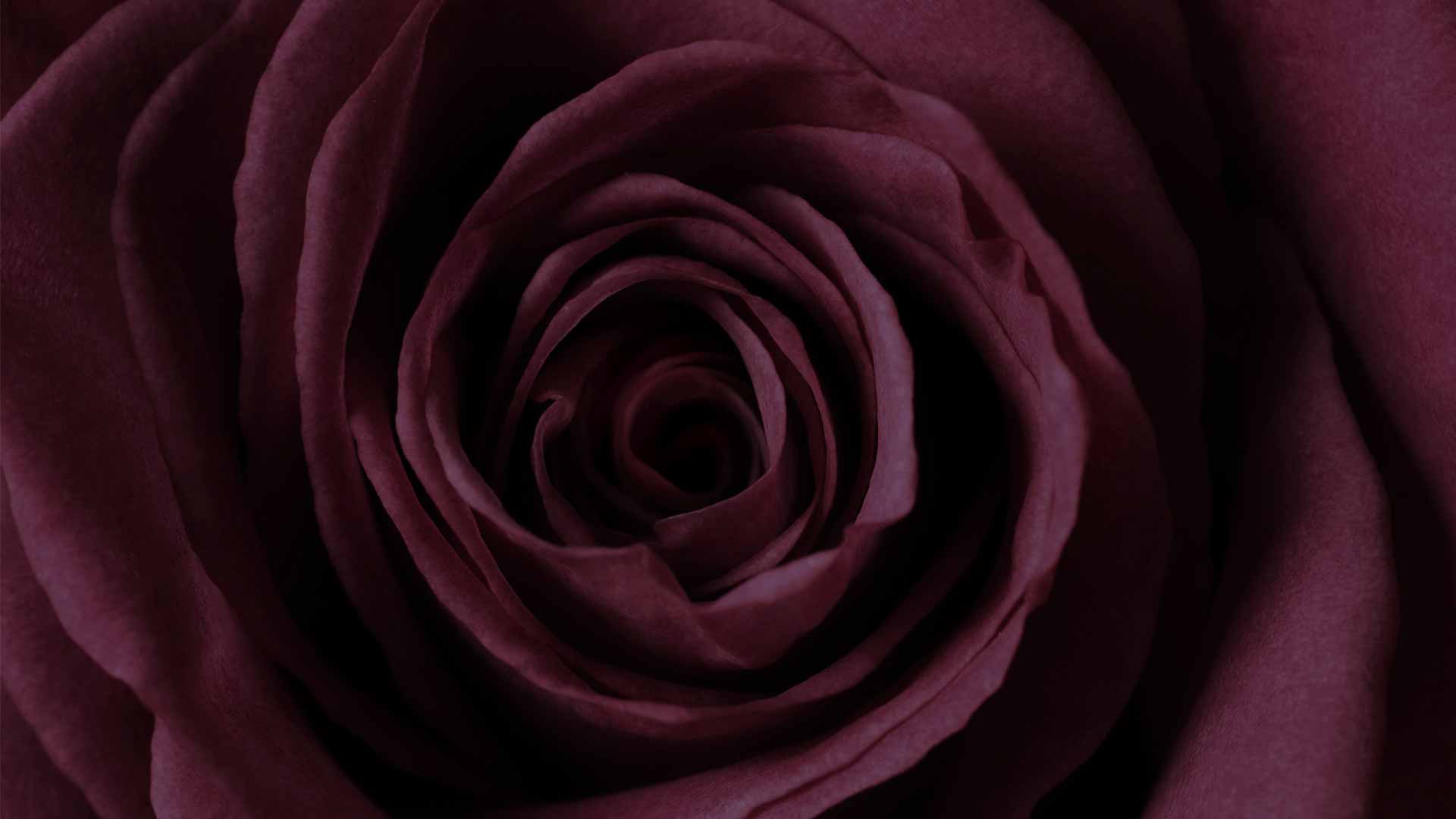 Maroon Rose Wallpapers