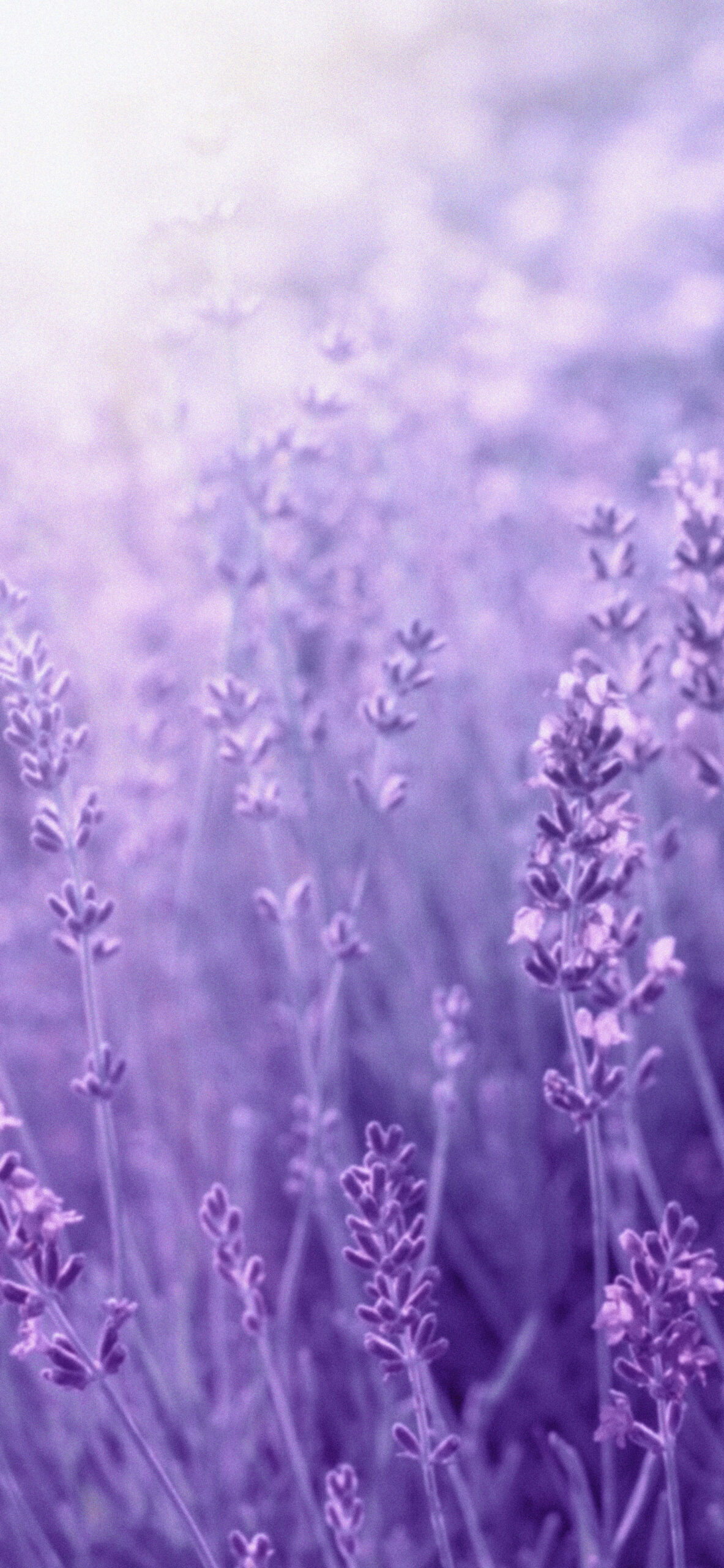 Mauve Wallpapers