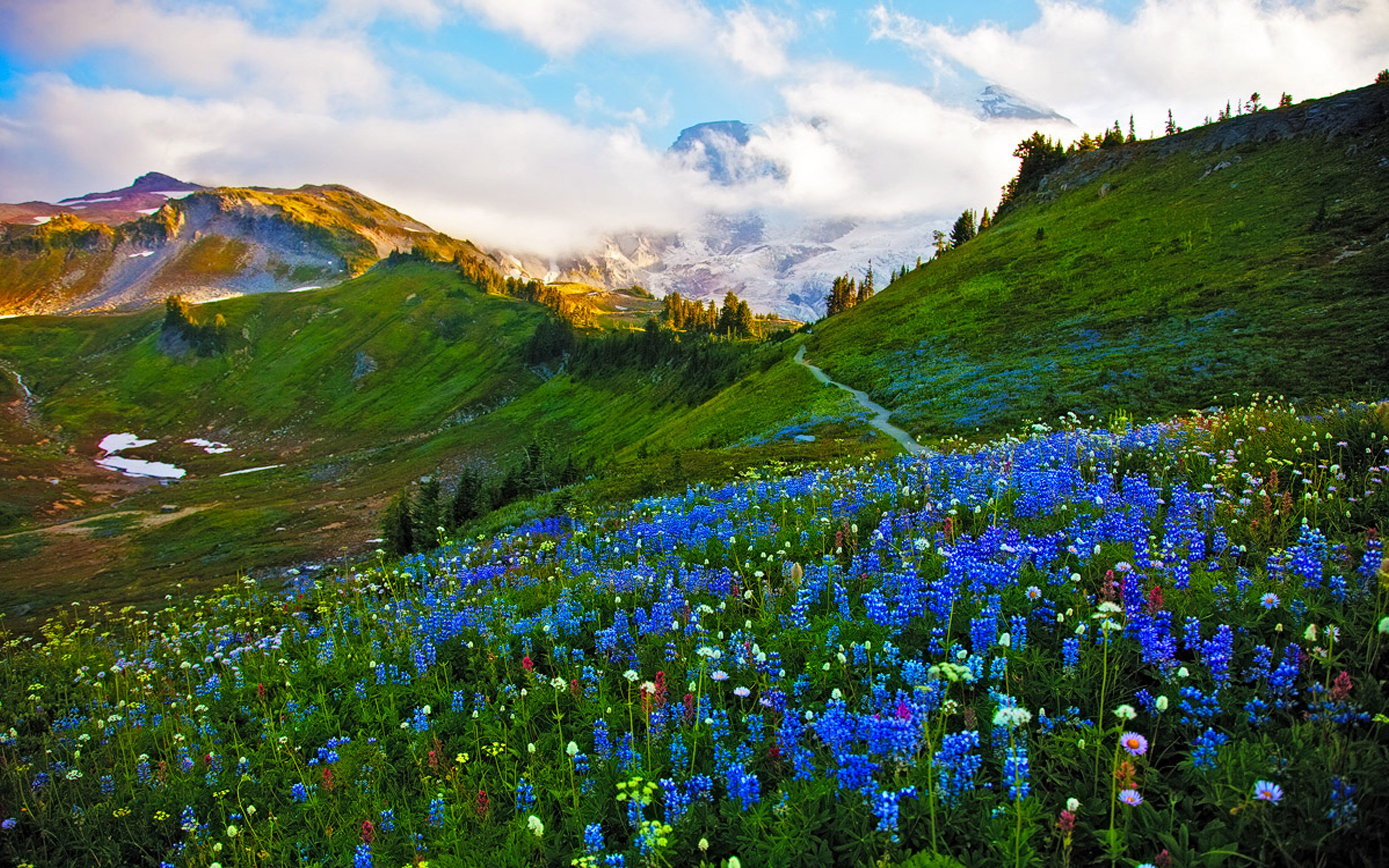 Meadow Desktop Wallpapers