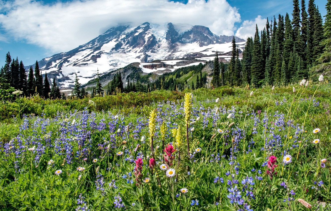 Meadow Desktop Wallpapers