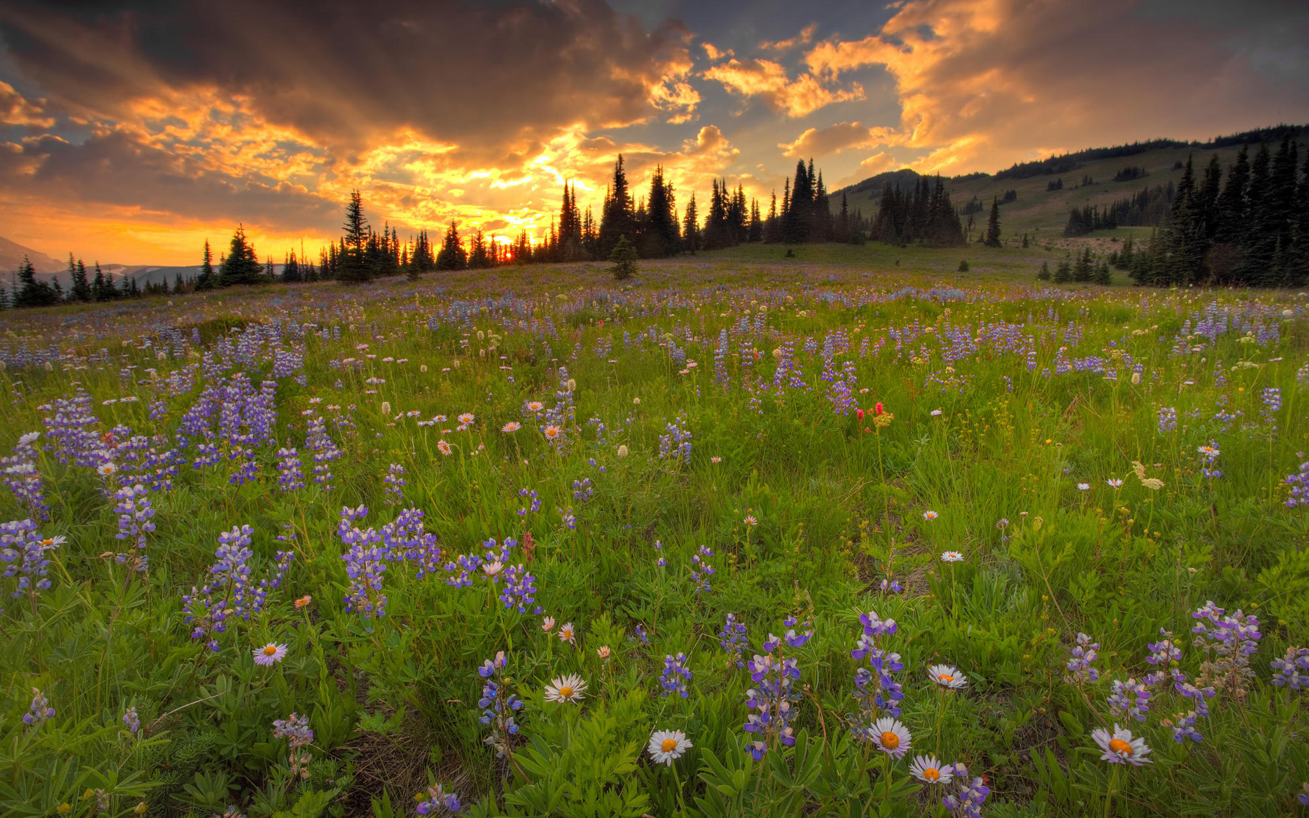 Meadow Desktop Wallpapers