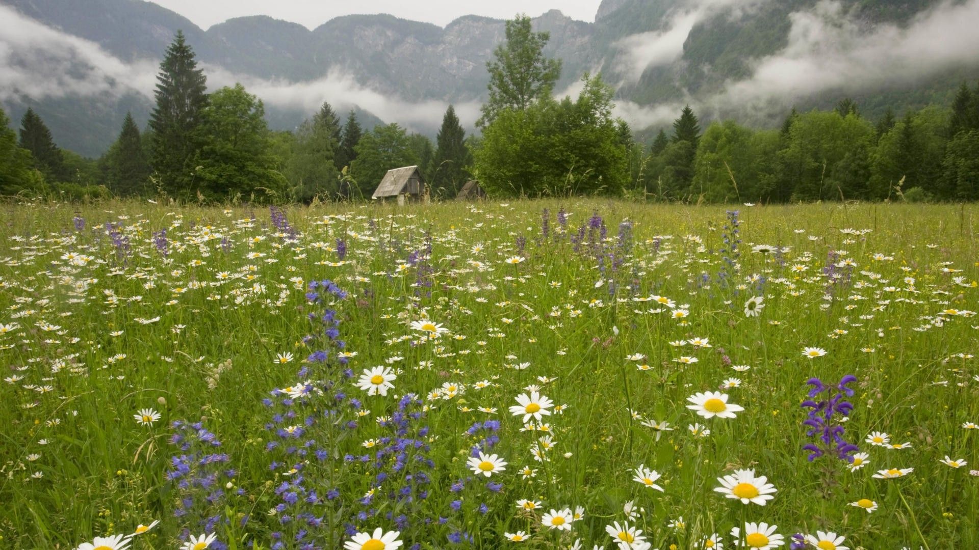 Meadow Desktop Wallpapers