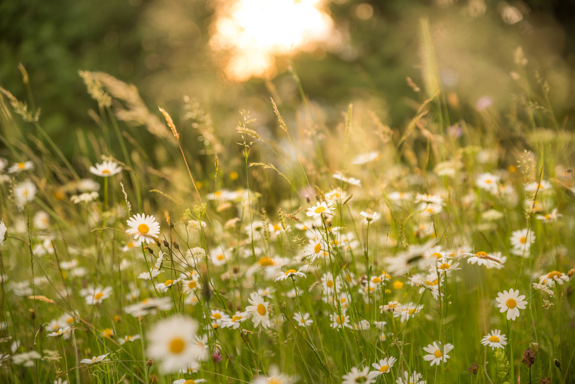 Meadow Desktop Wallpapers