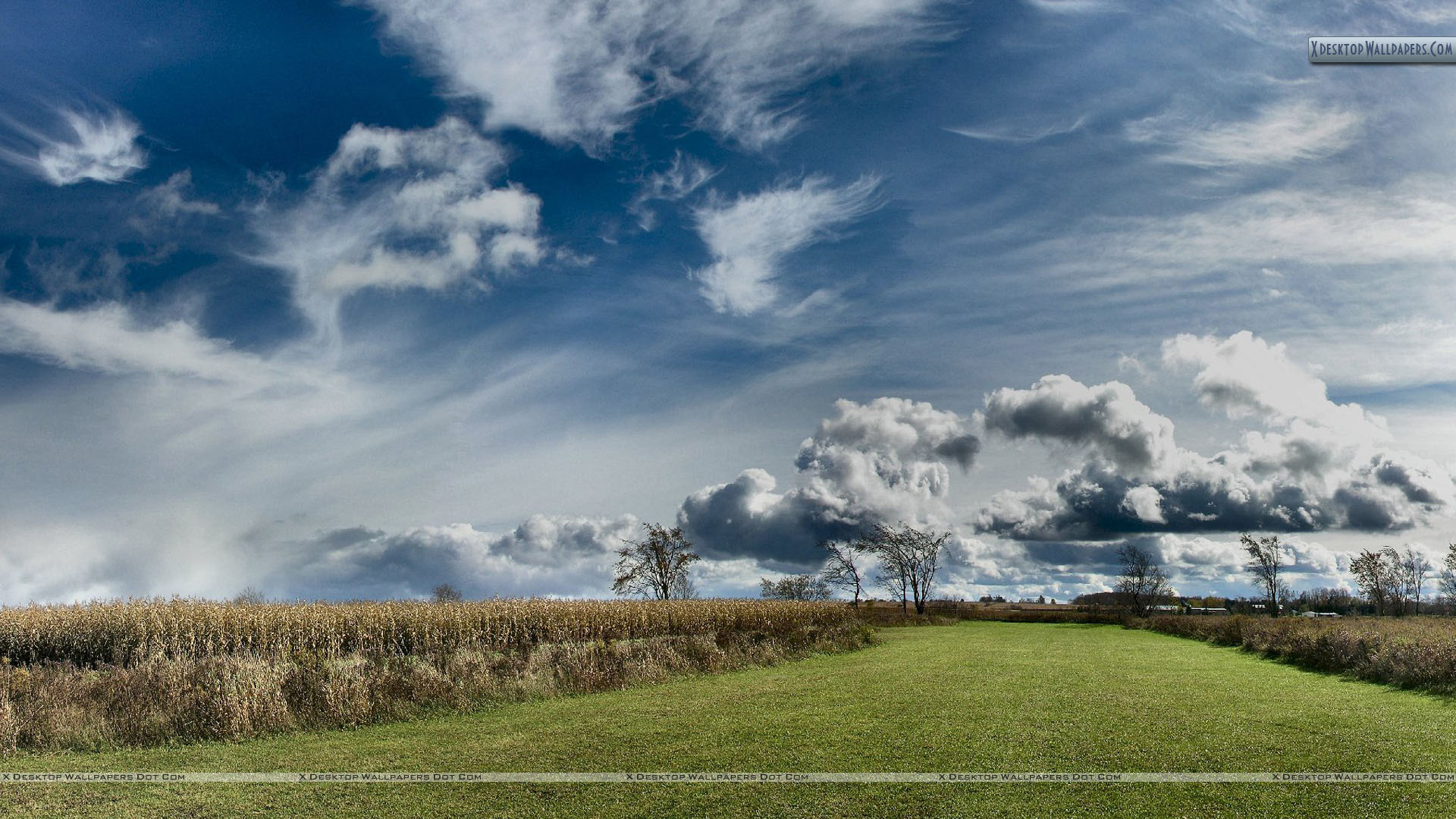 Meadow Desktop Wallpapers