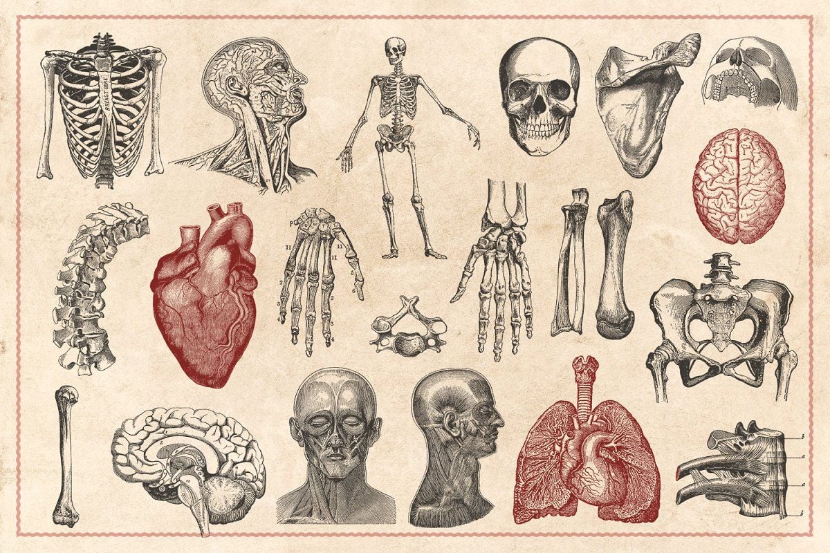 Medical Anatomy Art Wallpapers