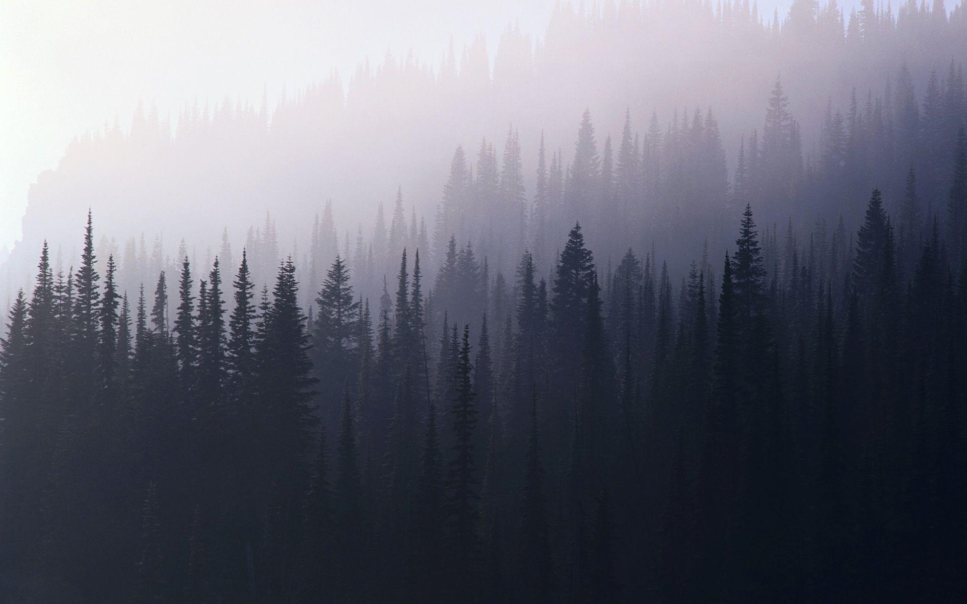 Misty Forest Wallpapers