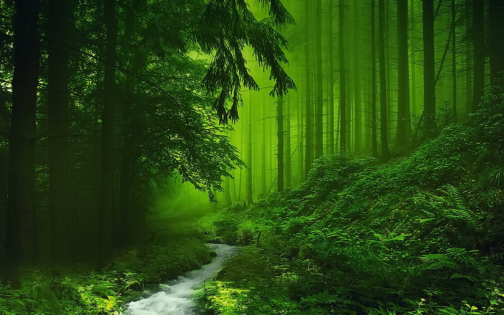 Misty Forest Wallpapers