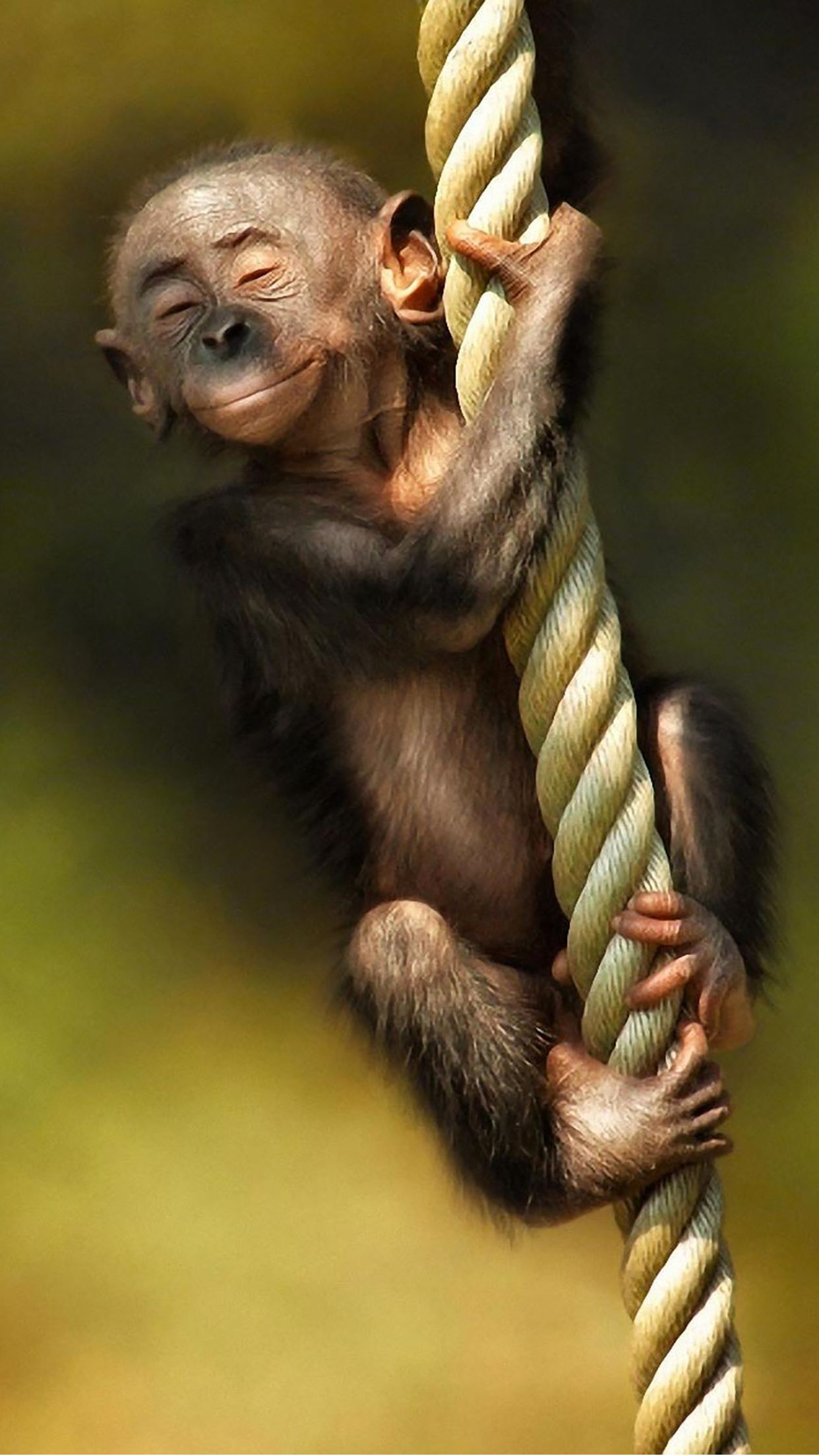 Monkey Iphone Wallpapers