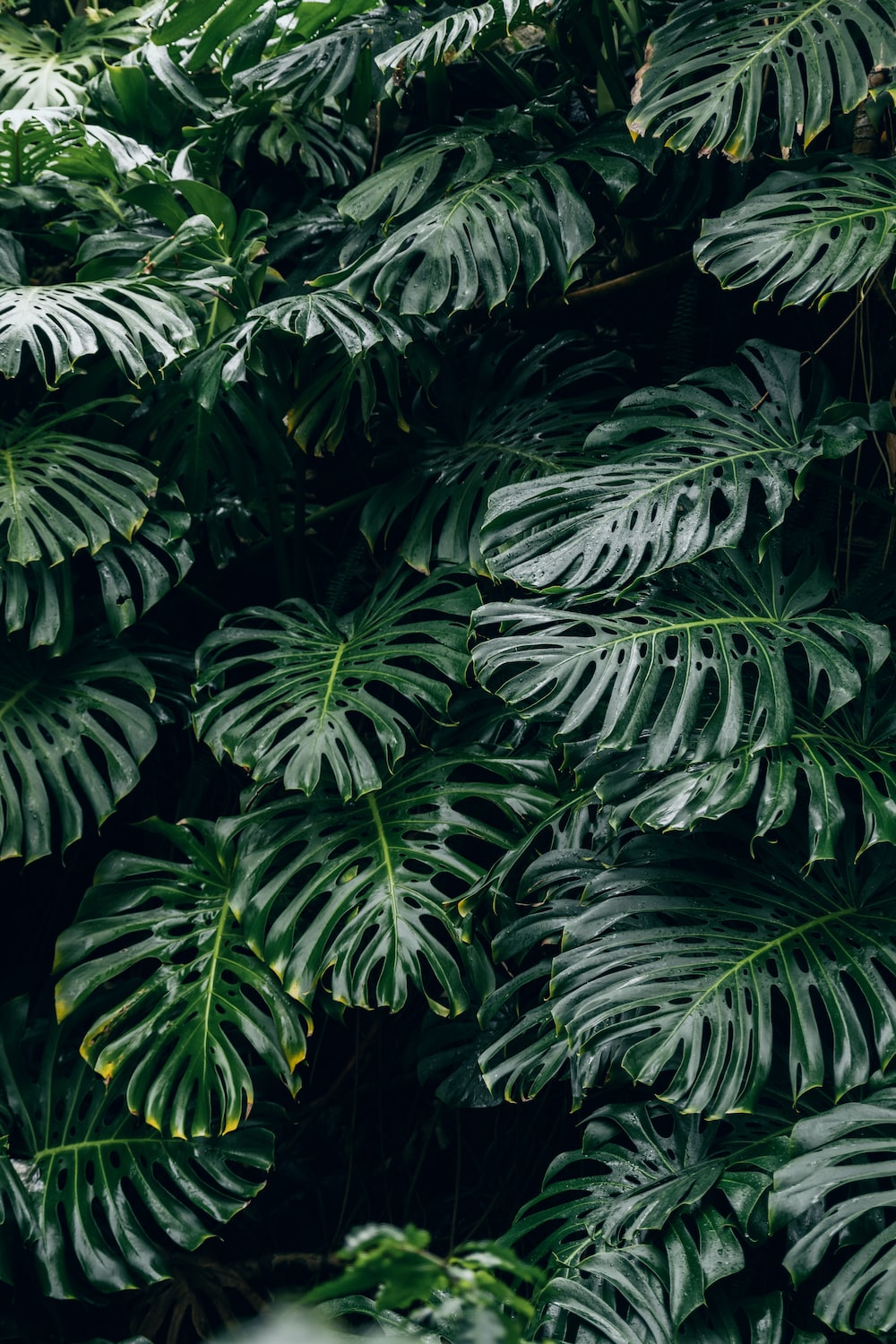 Monstera Wallpapers