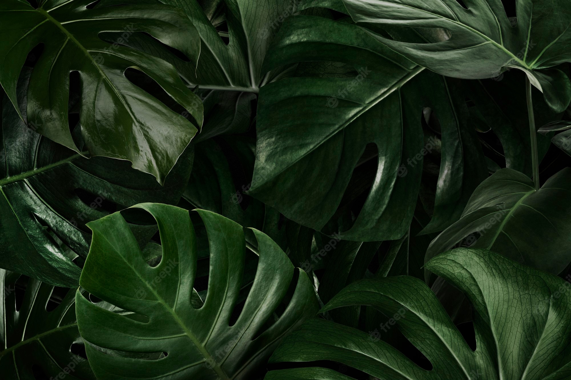 Monstera Wallpapers