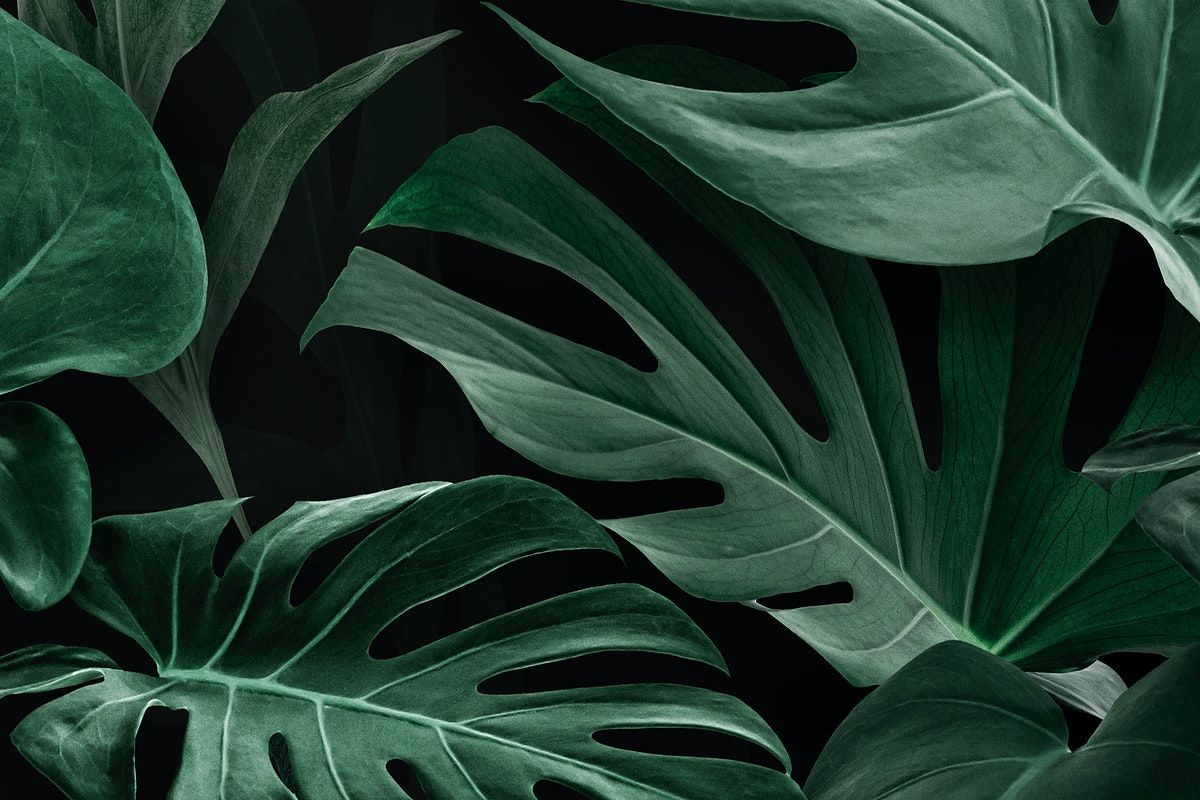 Monstera Wallpapers