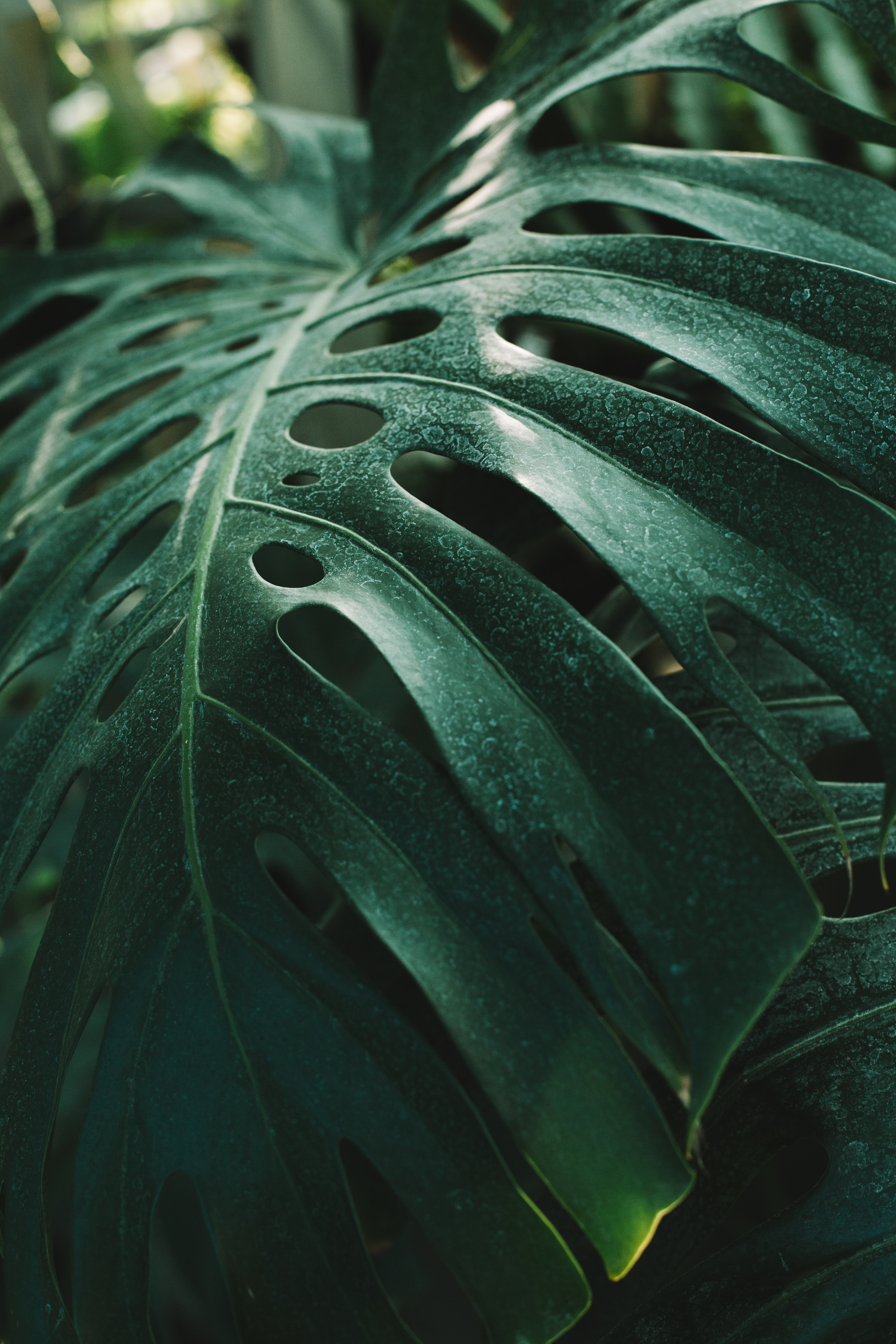 Monstera Wallpapers