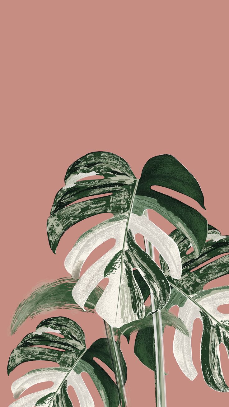 Monstera Wallpapers