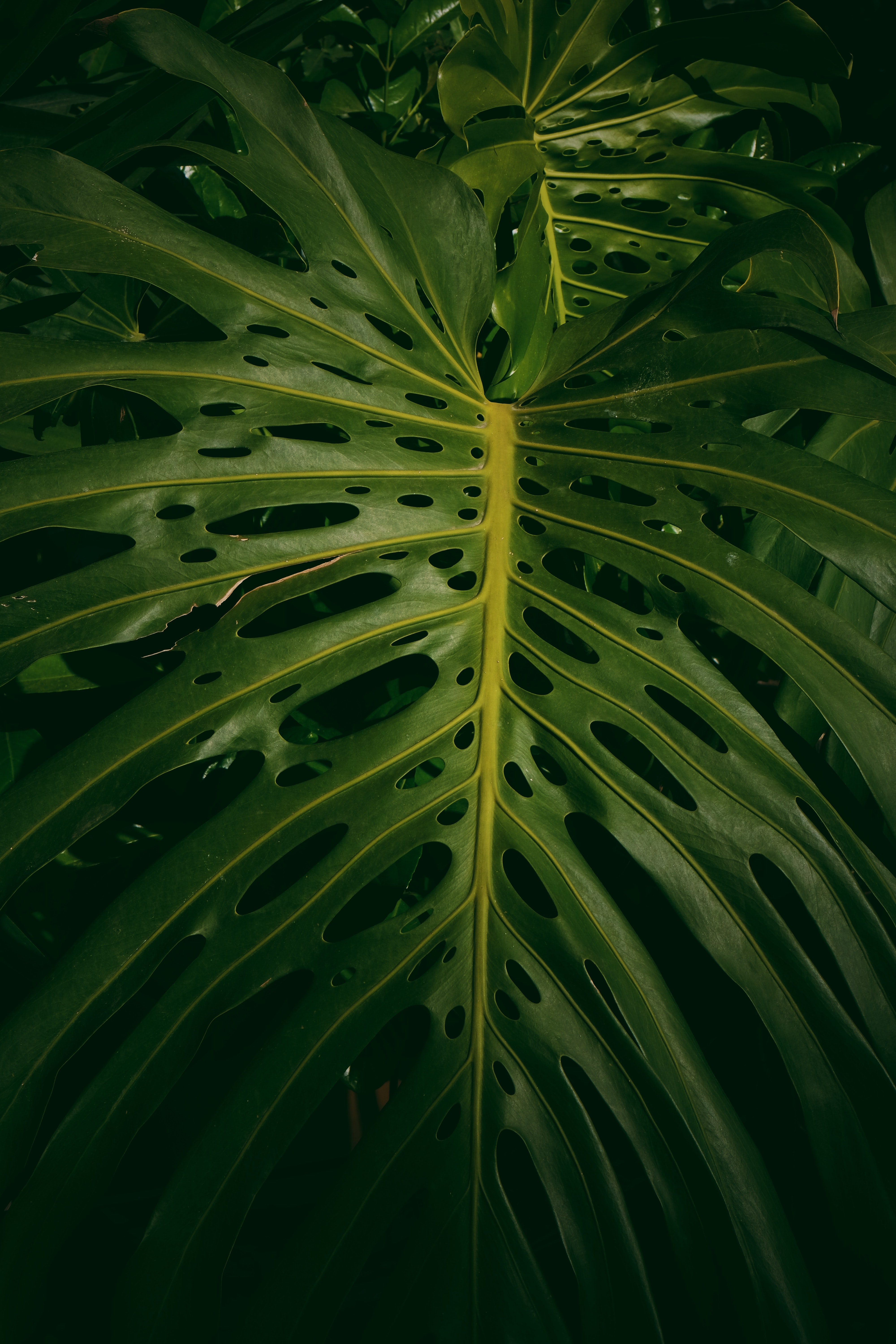 Monstera Wallpapers