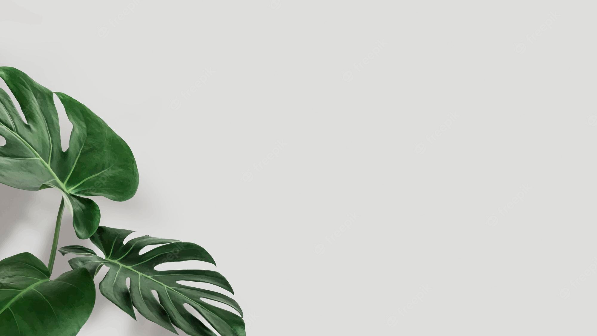 Monstera Wallpapers