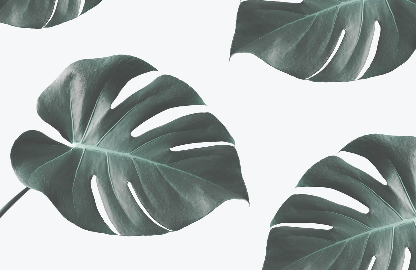 Monstera Wallpapers