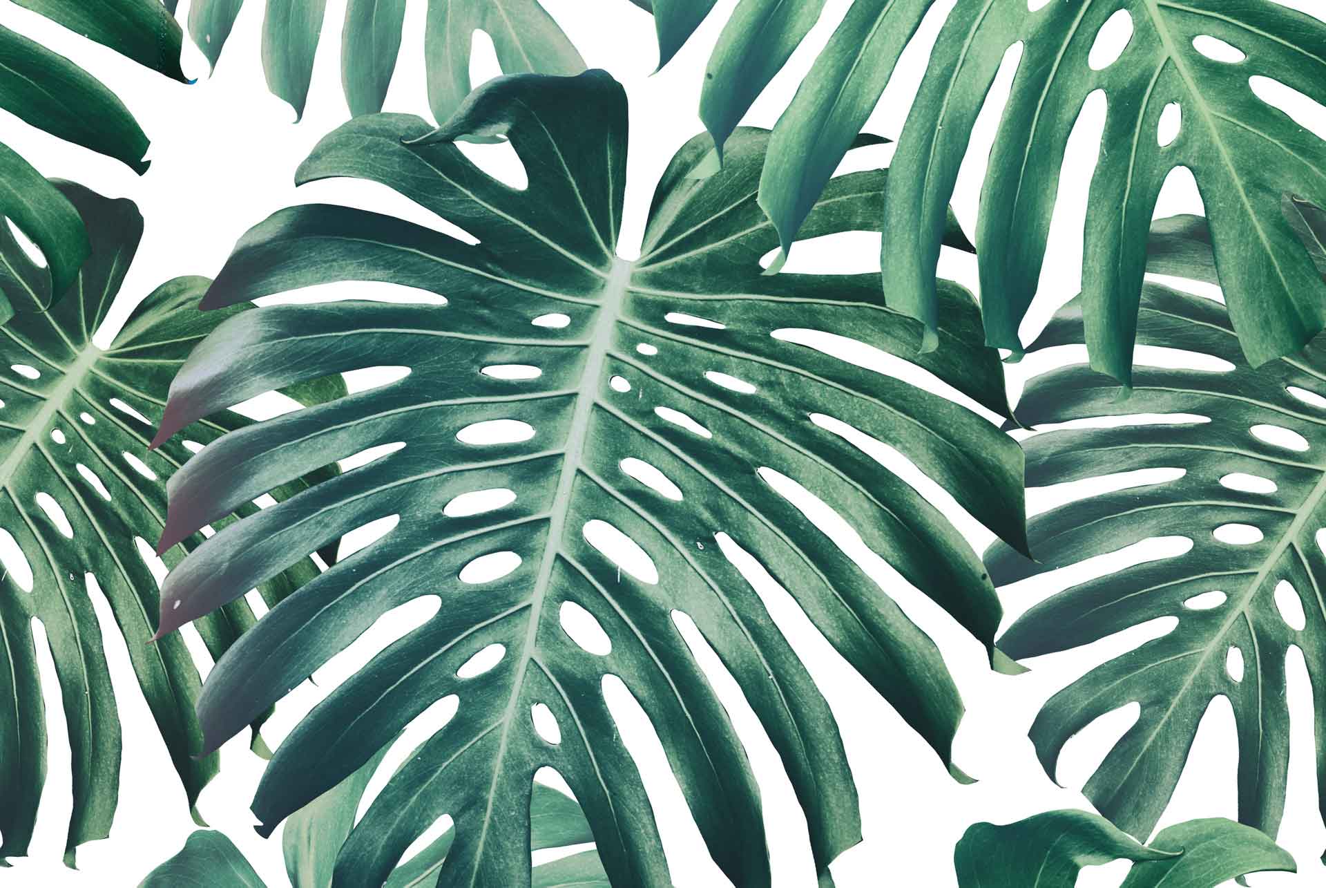 Monstera Wallpapers