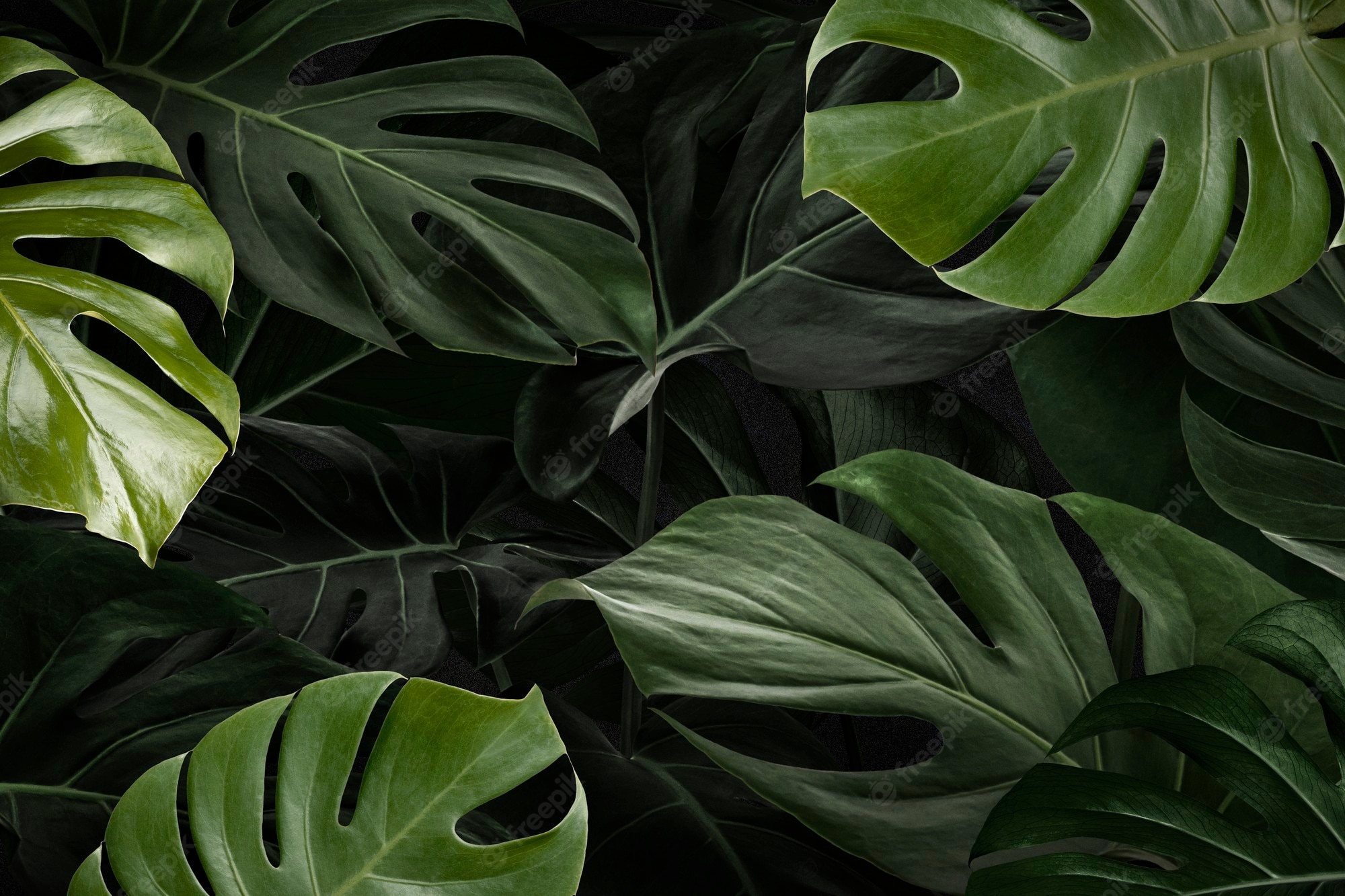 Monstera Wallpapers