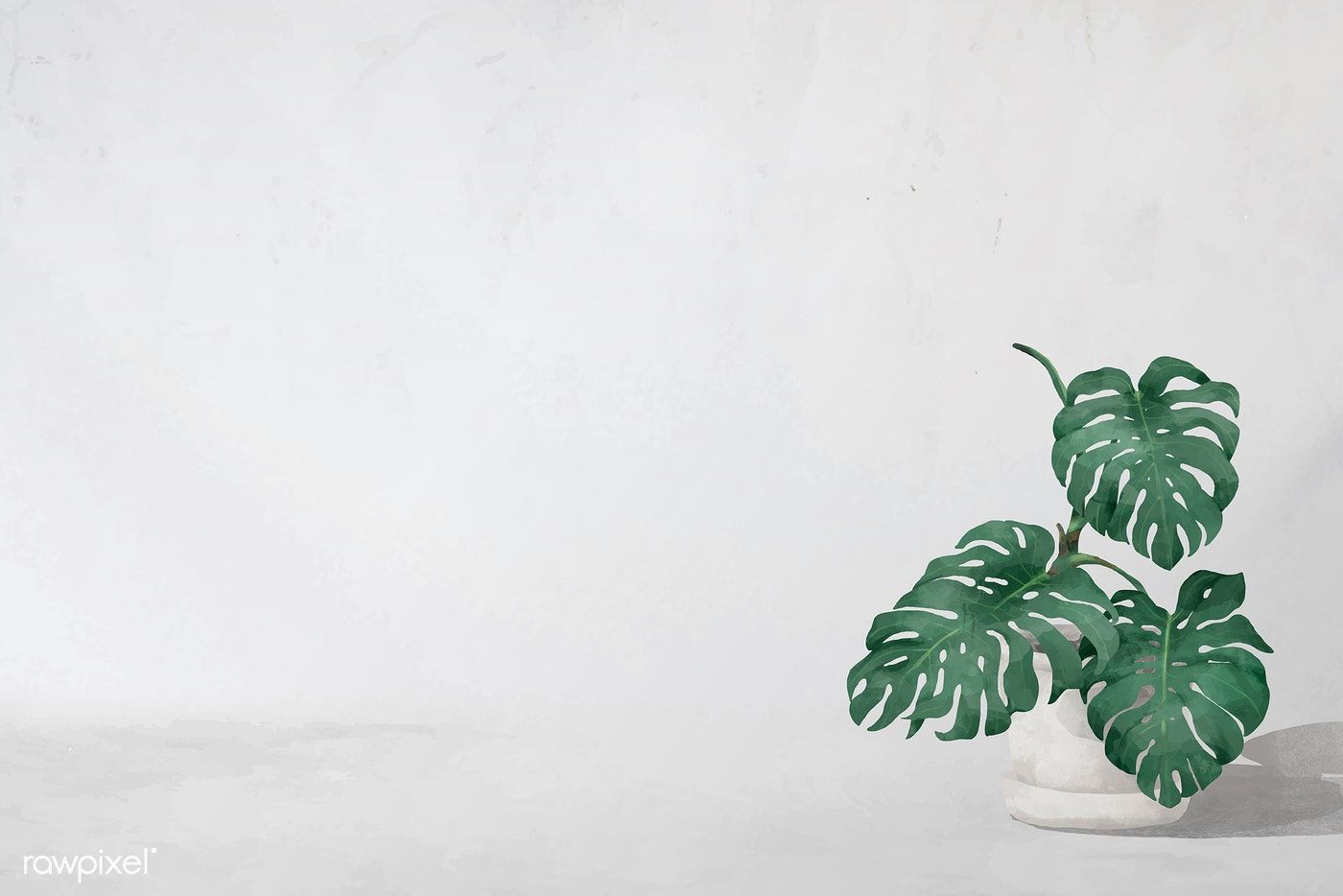 Monstera Wallpapers