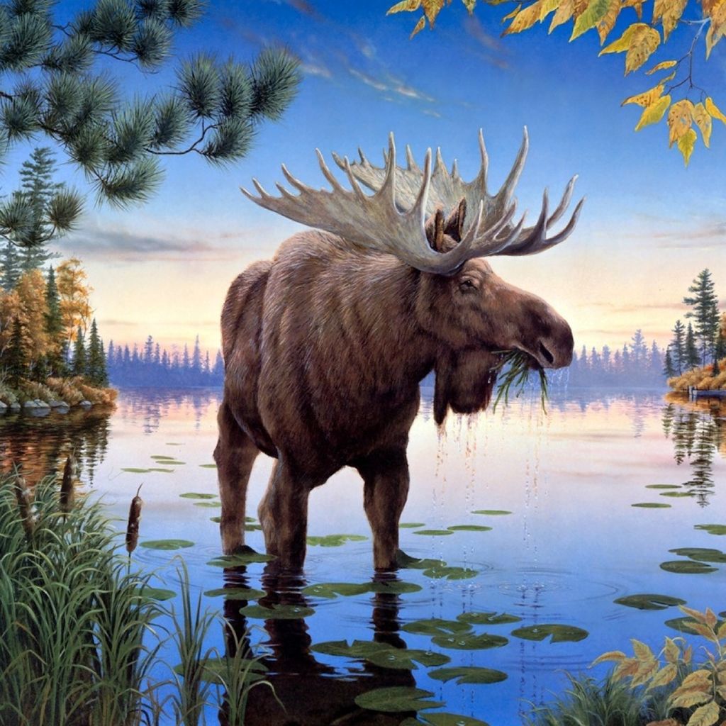 Moose Iphone Wallpapers