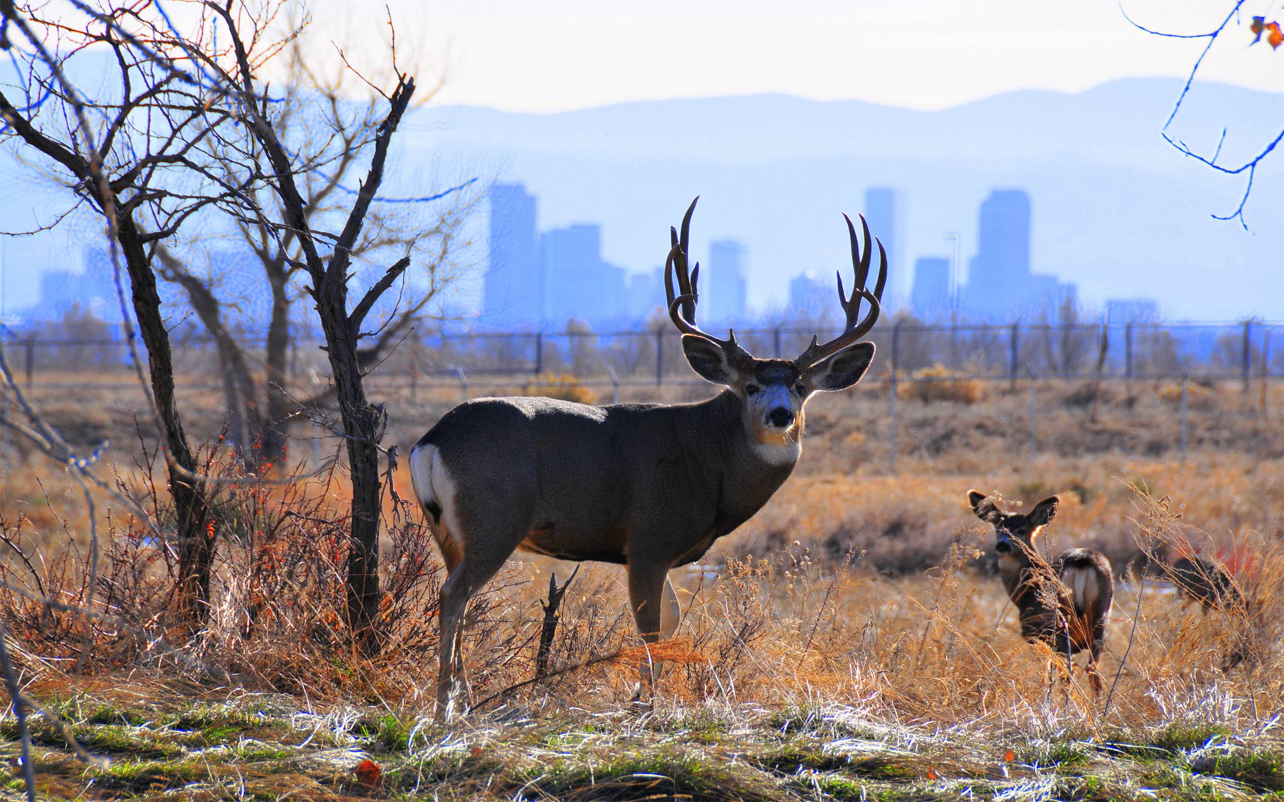 Mule Deer Wallpapers