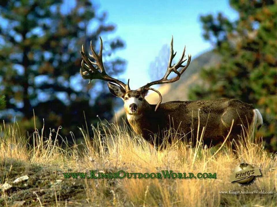 Mule Deer Wallpapers