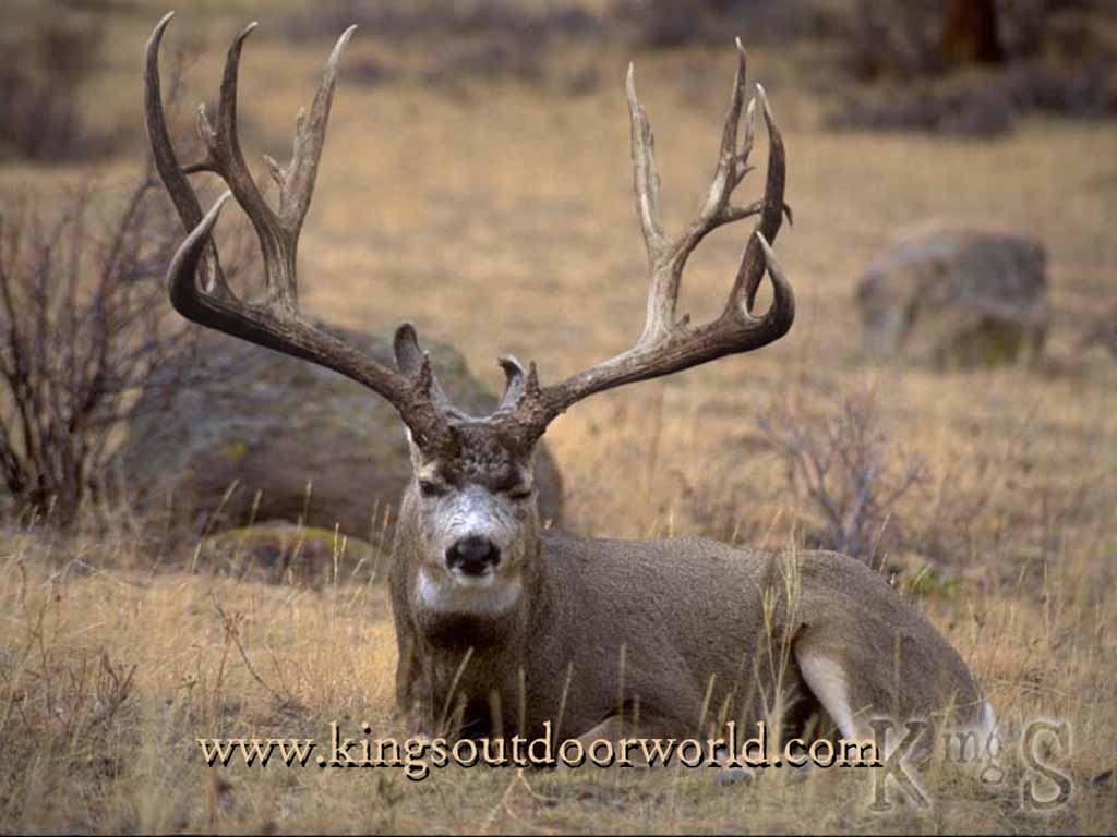 Mule Deer Wallpapers