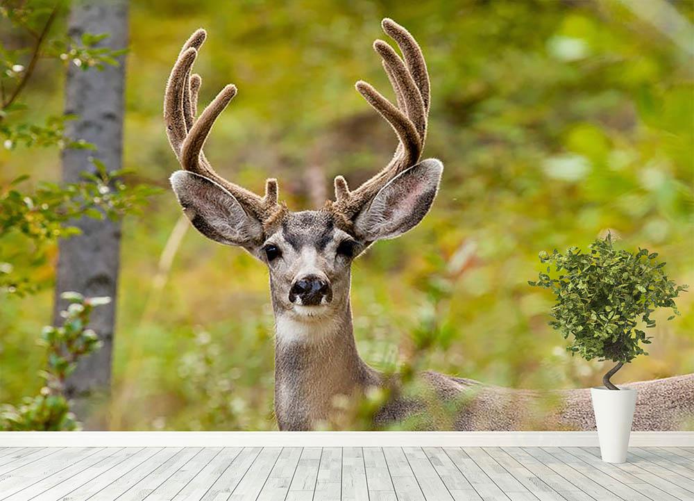 Mule Deer Wallpapers