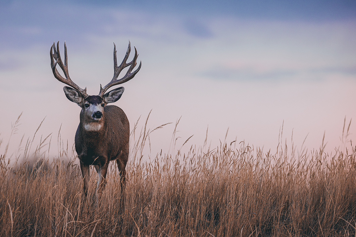 Mule Deer Wallpapers