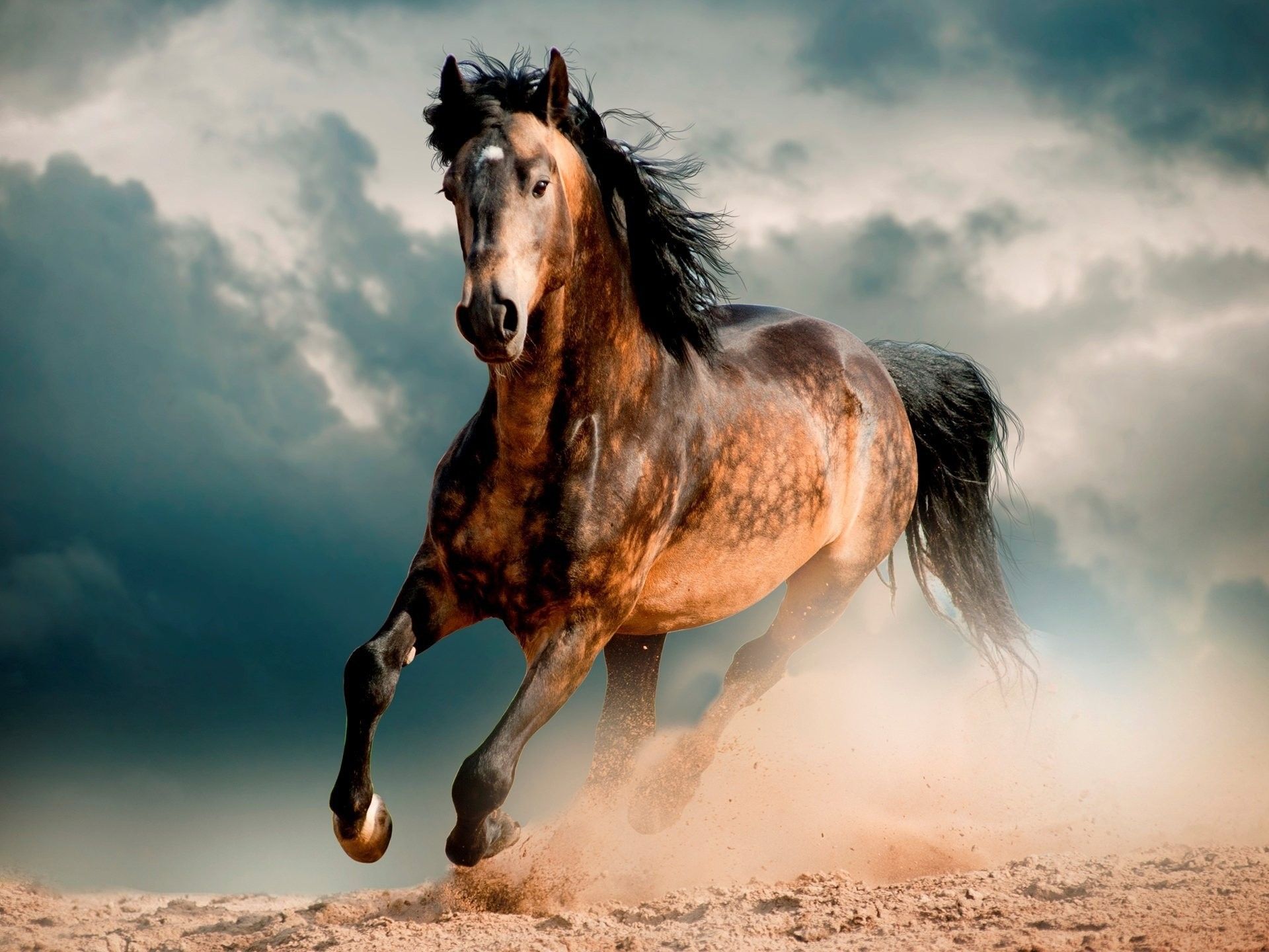 Mustang Horse Wallpapers