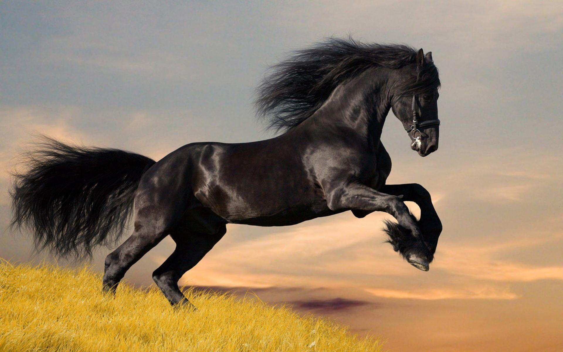 Mustang Horse Wallpapers