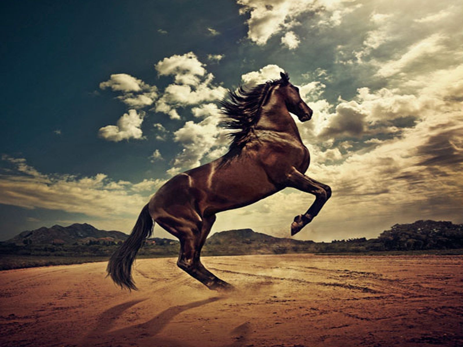 Mustang Horse Wallpapers