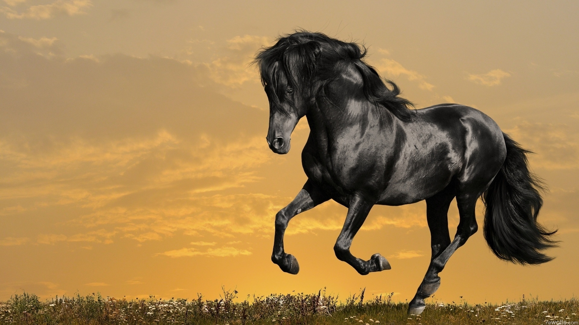 Mustang Horse Wallpapers