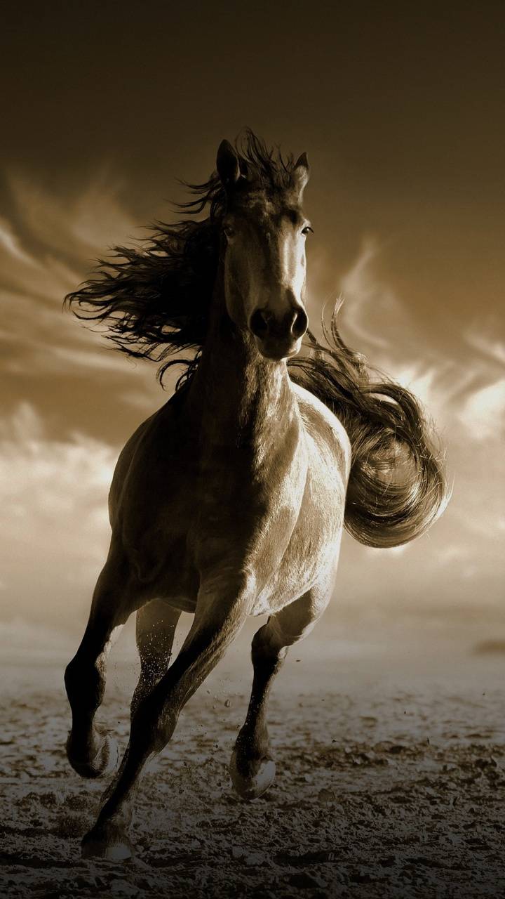 Mustang Horse Wallpapers