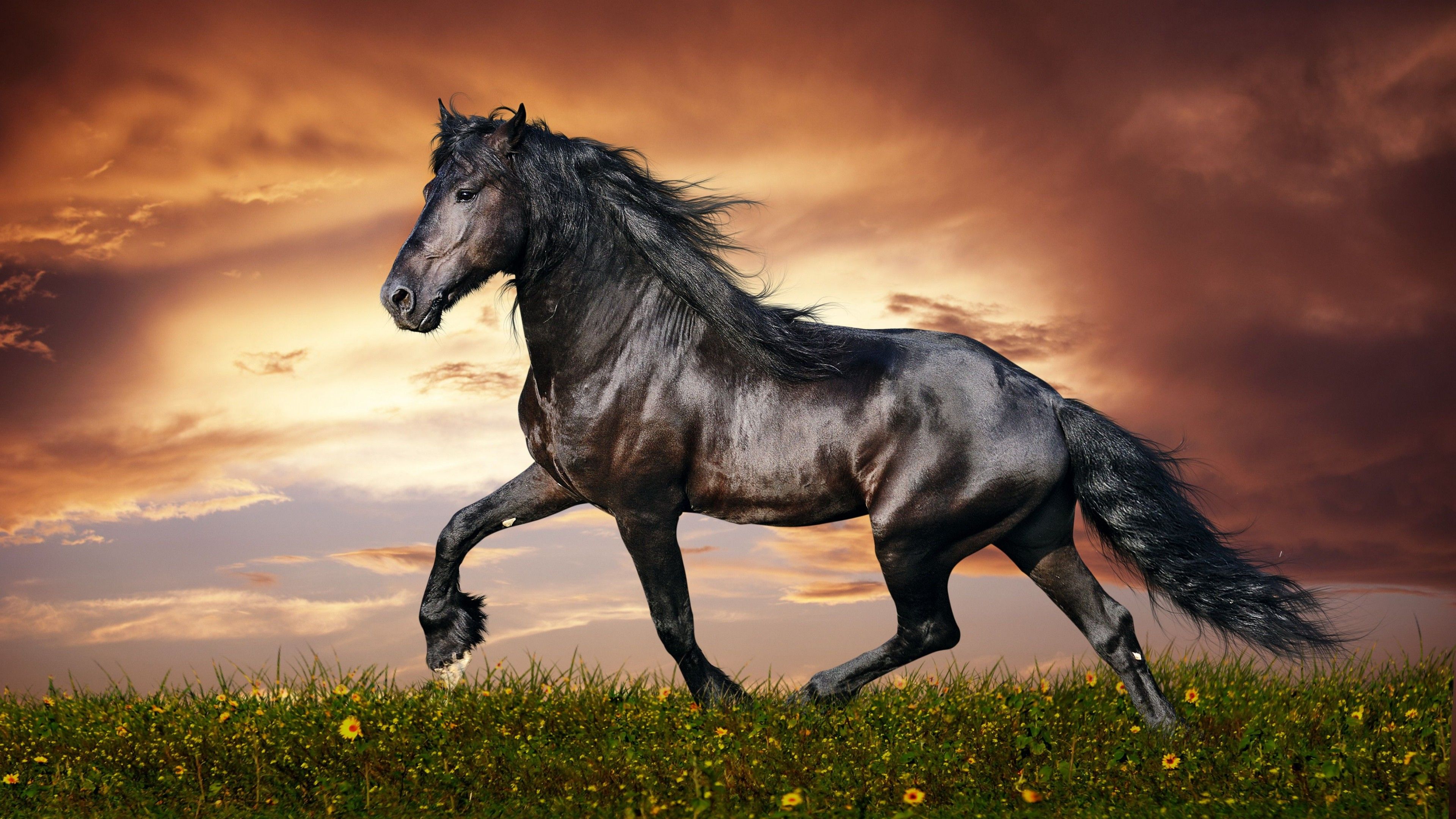 Mustang Horse Wallpapers