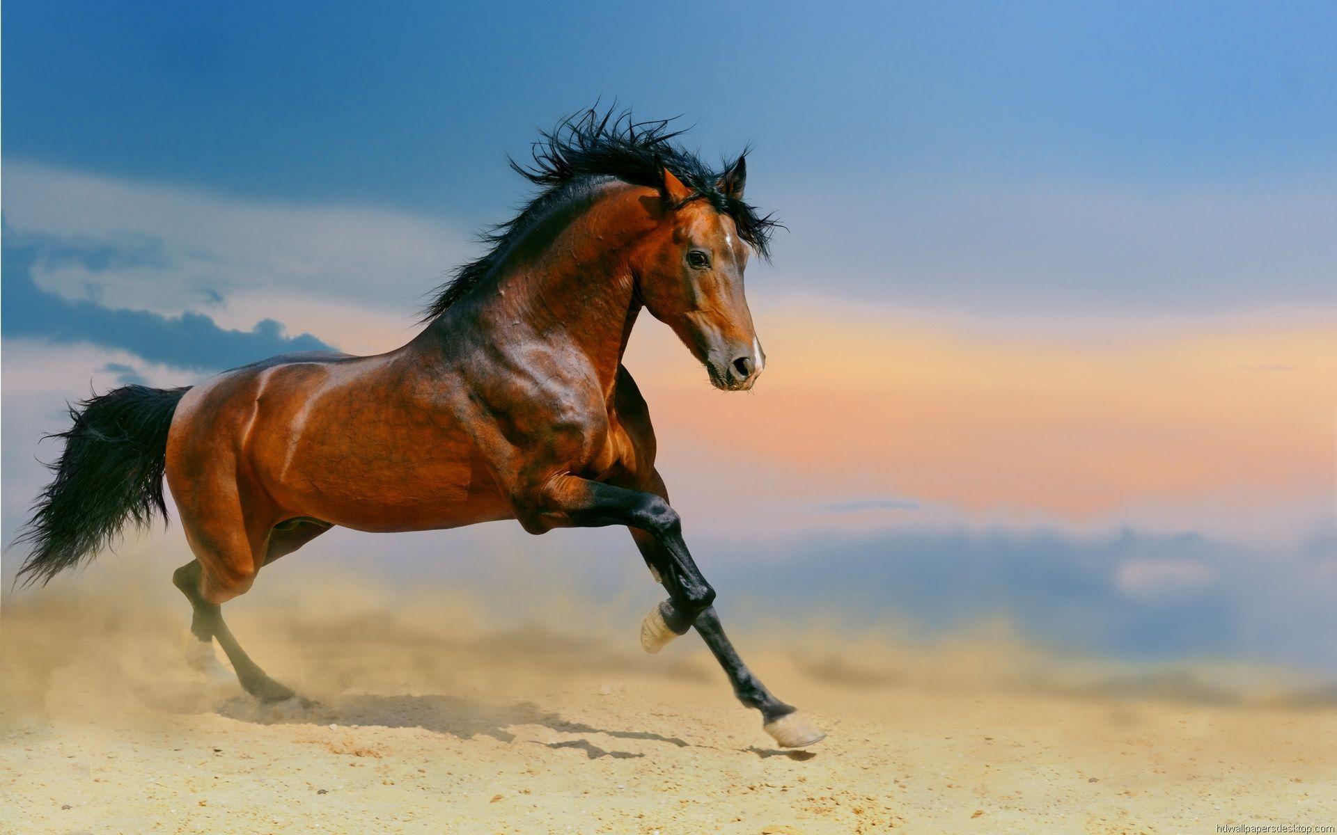 Mustang Horse Wallpapers