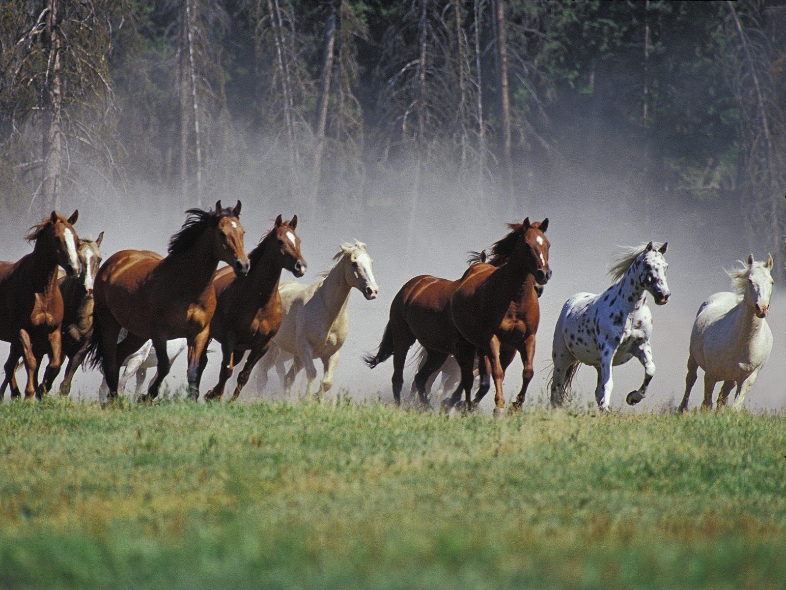 Mustang Horse Wallpapers