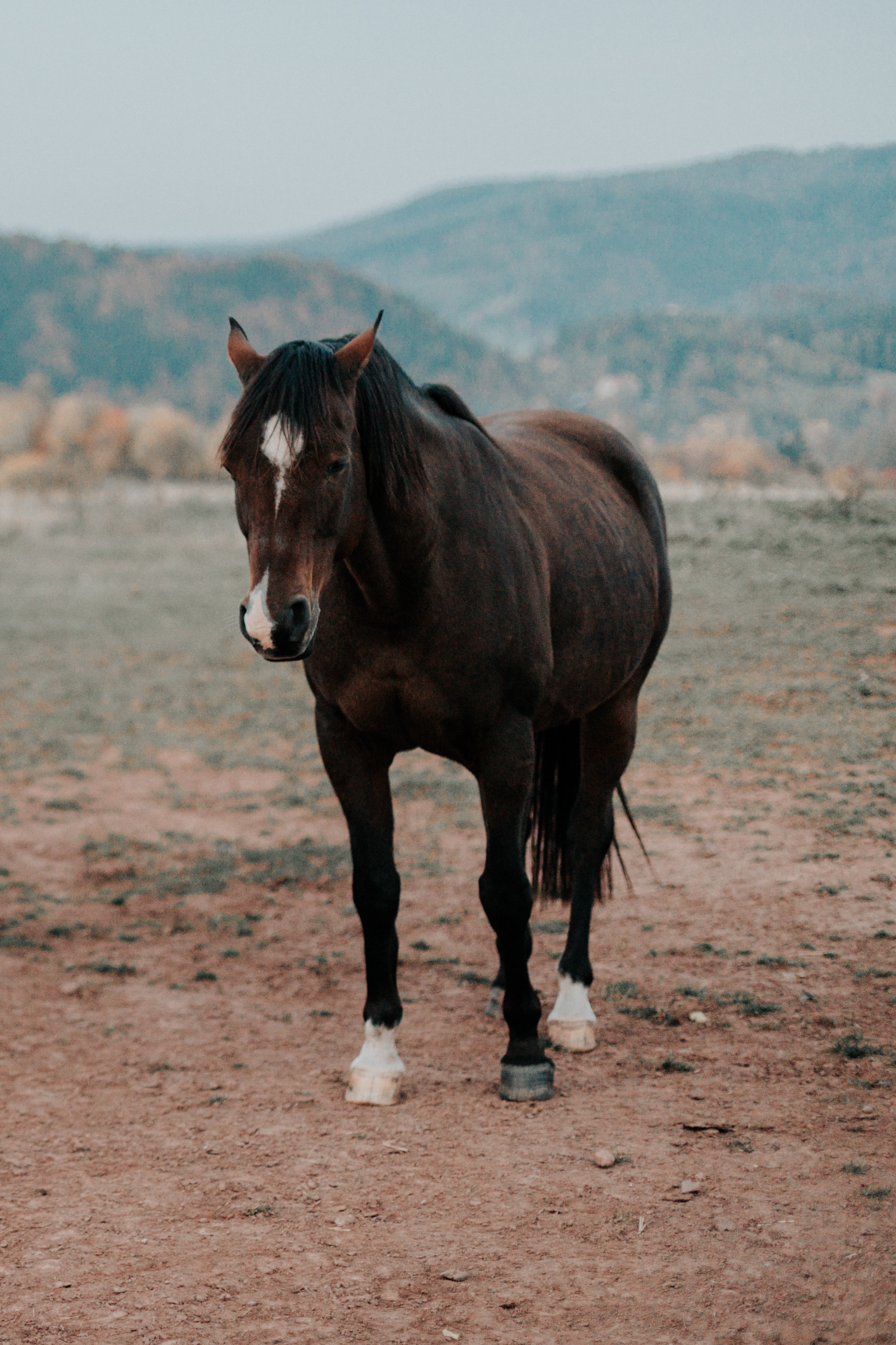 Mustang Horse Wallpapers