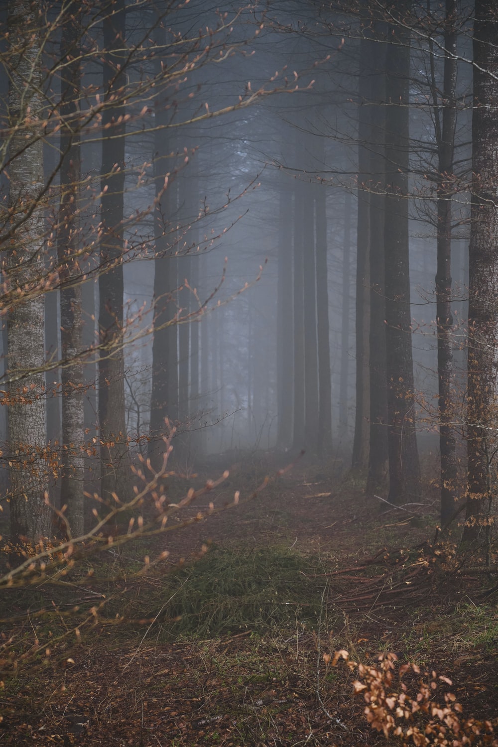 Mystical Foggy Forest Wallpapers